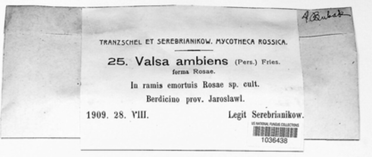 Valsaceae image
